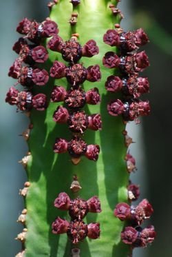 euphorbia canariensis
