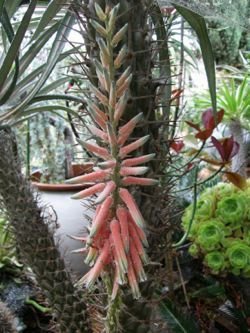 aloe trichosantha