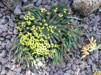 Euphorbia flanaganii