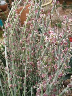 euphorbia antisiphylitica