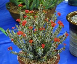 euphorbia red floewr