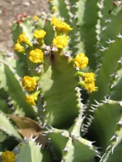 euphorbia resnifera