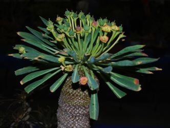 euphorbia buepleurifolia