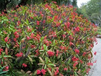 Euphorbia milii