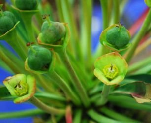 e bupleurifolia closer