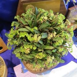 Euphorbia francoisii