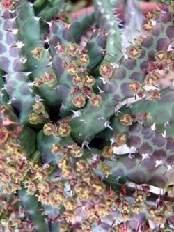 Euphorbia serrulata