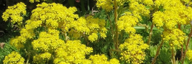 Aeonium simsii hybrid