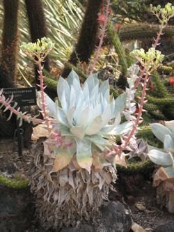 Dudleya brittonii