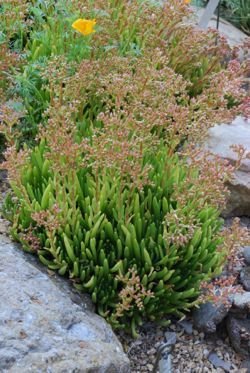 dudleya viscida