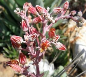 dudleya anthonyi