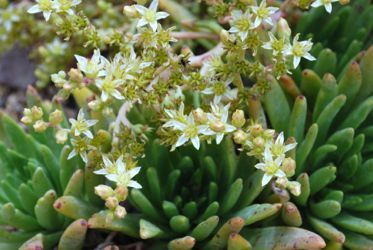 dudleya virens