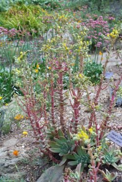 dudleya palmeri