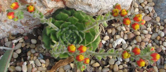 Echeveria setosa