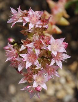 Dudleya formosa