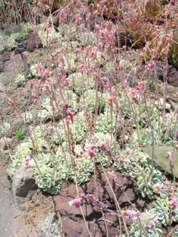 Echeveria potsiana