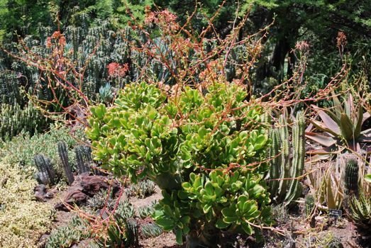 Tylecodon panniculata