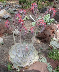 Echeveria lilacina