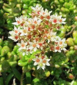 sedum compressum