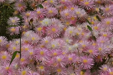 drosanthemum