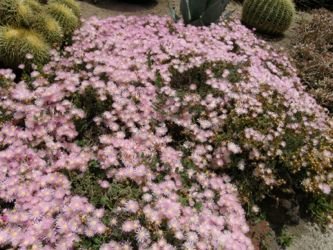 Lampranthus pink