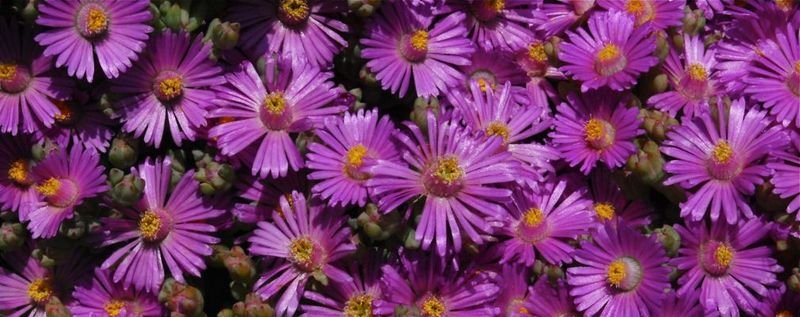 Drosanthemum piquetbergens