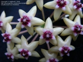 Hoya white and purple