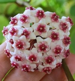 Hoya obovata