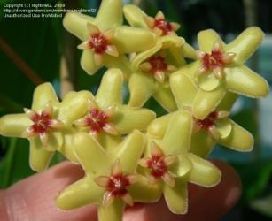 Hoya diptera