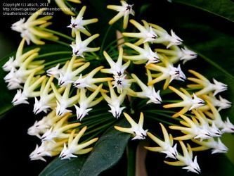 Hoya multiflora