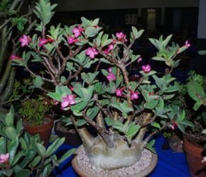 Adenium