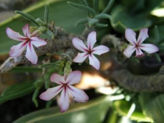 Pachypodium succulentum