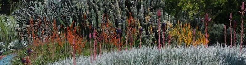 Puya venusta and Dyckias