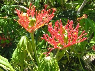 Jatropha filiera