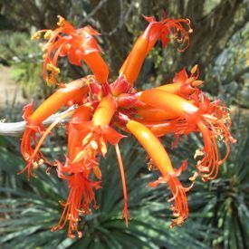 Fouquieria sp. blooming 