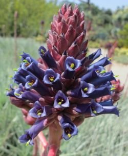 Puya venusta