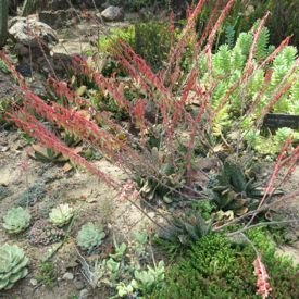 gasteria