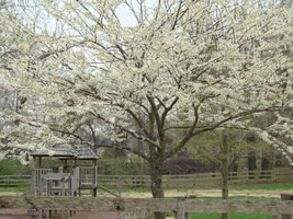 Whitebud Tree