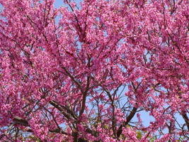 Redbud in Spring, copyrighted April Campbell