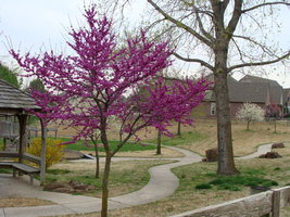 Red Bud Tree