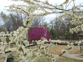 Whitebud & Redbud Trees