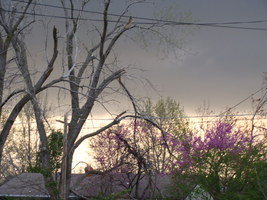 Redbud storms copyright April Campbell