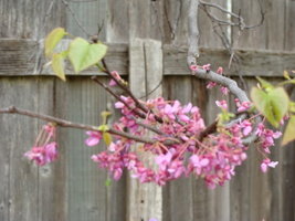 Redbud copyright April Campbell