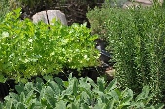 Rosemary, sage, flat-leafed parsley
