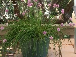 Potted Chives