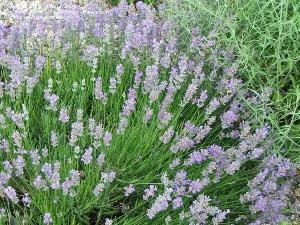 English lavender