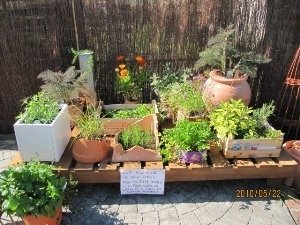 Collection of herb pots