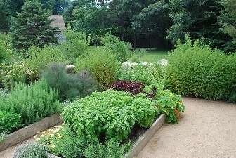 Herbs in raised beds