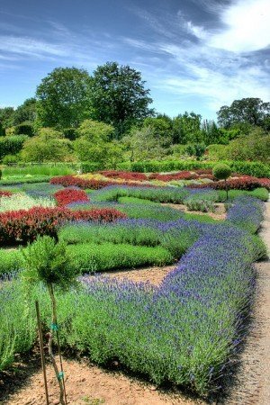 Celtic Knot Garden with Lavender