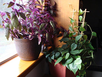 Sunny window with Purple Velvet Plant in full sun, shading a Heartleaf Philodendron
